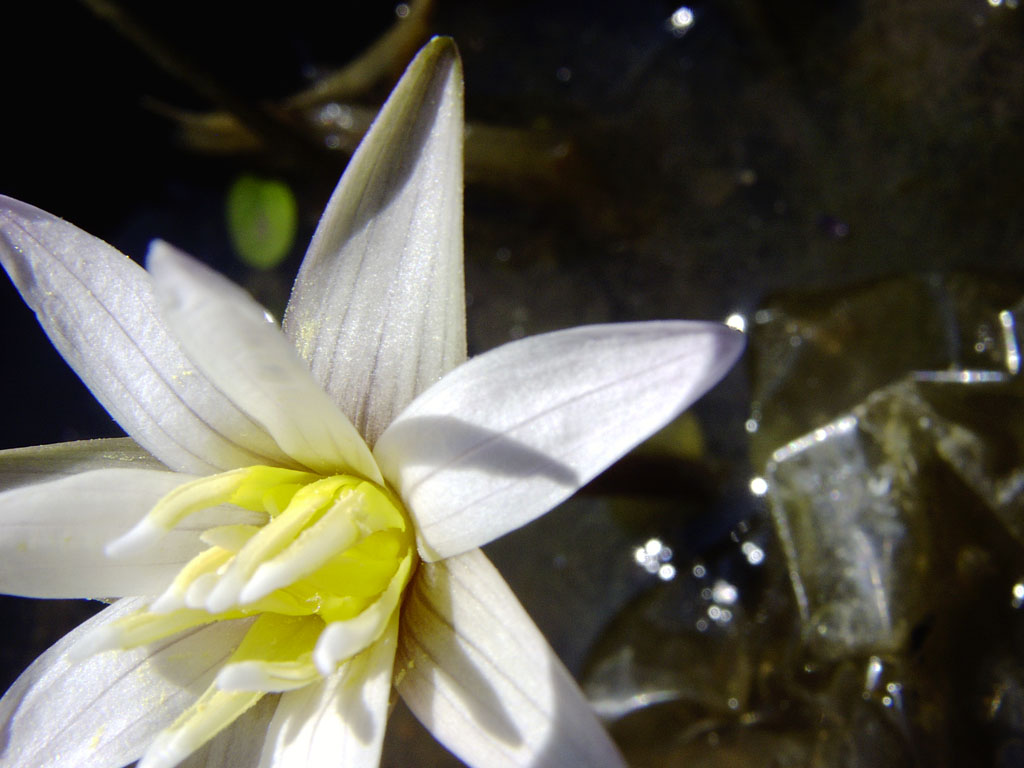 Nymphaea minuta Sep 30 05 Image013